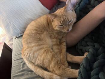 Domestic Short Hair Cats Available for Adoption in Oxford, Mississippi - Brutus | PetCurious