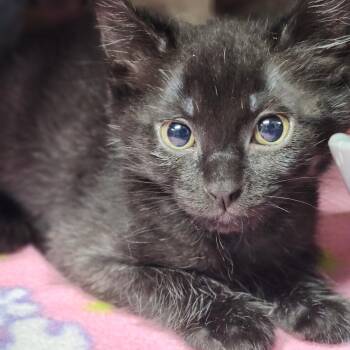 Gremlin -  Domestic Short Hair Cat for Adoption in Dixon, Illinois - Gremlin | PetCurious