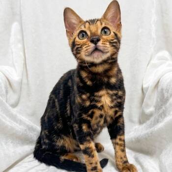 Aria -  Bengal Cat for Adoption in Miami, Florida - Aria | PetCurious