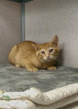 Pineki -  Domestic Short Hair Cat for Adoption in Montgomery, New Jersey - Pineki | PetCurious