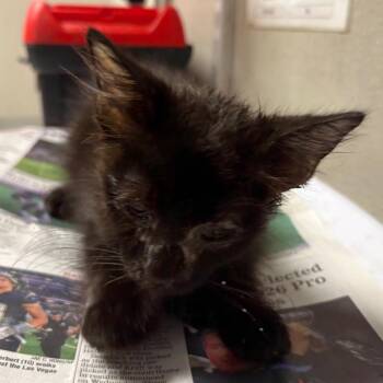 Little Bear -  Domestic Short Hair Cat for Adoption in Yuma, Arizona - Little Bear | PetCurious