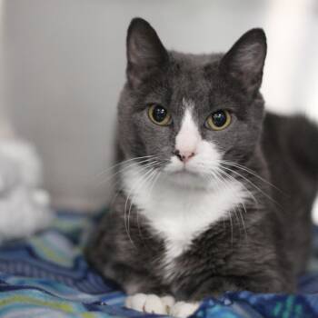 Evil Queen -  Domestic Short Hair Cat Available for Adoption in Ottumwa, Iowa - Evil Queen | PetCurious