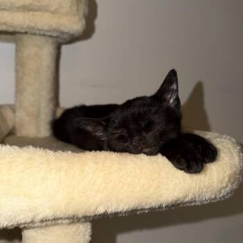 Petal -  Domestic Short Hair Cat for Adoption - Petal | PetCurious