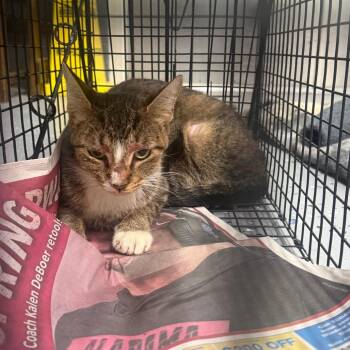TUSC-Wildlife-85312 -  Domestic Short Hair Cat for Adoption in Tuscaloosa, Alabama - TUSC-Wildlife-85312 | PetCurious