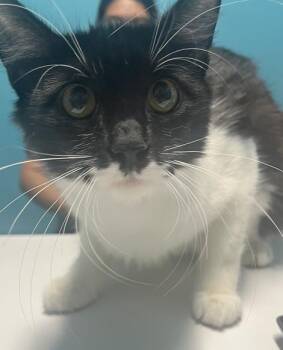 NEGRA -  Domestic Long Hair Cat for Adoption in Houston, Texas - NEGRA | PetCurious