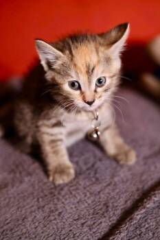 Domestic Short Hair Cats Available for Adoption in Duluth, Minnesota - Gretchen | PetCurious