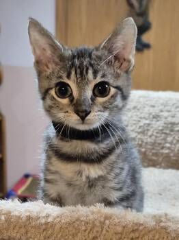Poseidon -  Domestic Short Hair Cat for Adoption in New Berlin, Wisconsin - Poseidon | PetCurious