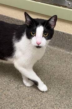 JAX -  Domestic Short Hair Cat for Adoption in Fort Myers, Florida - JAX | PetCurious