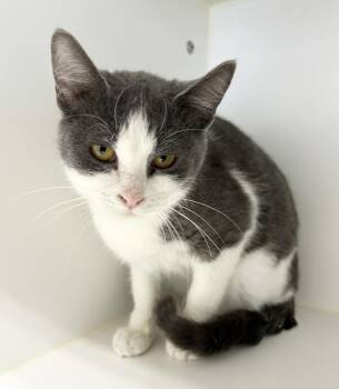Domestic Short Hair Cats Available for Adoption - Mindy | PetCurious