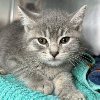 Misty -  Domestic Short Hair Cat for Adoption in Matteson, Illinois - Misty | PetCurious