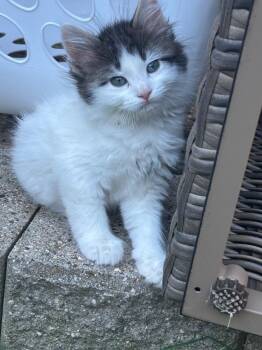 Bang -  Domestic Medium Hair Cat for Adoption in Minneapolis, Minnesota - Bang | PetCurious