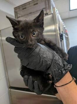 Route 66 -  Domestic Short Hair Cat for Adoption in Cincinnati, Ohio - Route 66 | PetCurious