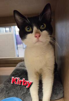 Domestic Short Hair Cats Available for Adoption - Kirby | PetCurious