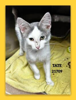 TATE -  Domestic Short Hair Cat for Adoption in Marietta, Georgia - TATE | PetCurious