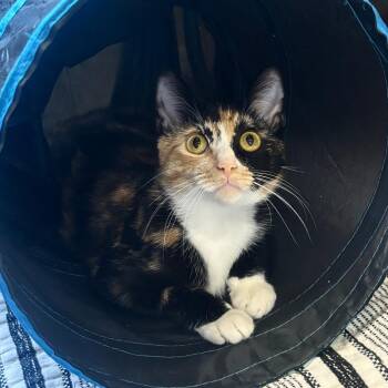 Domestic Short Hair Cats Available for Adoption - Ollie | PetCurious