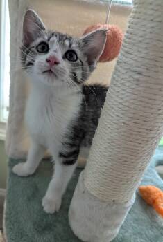 Domestic Short Hair Cats Available for Adoption in Oswego, South Carolina - Scrappy | PetCurious