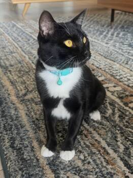 Maxwell -  Domestic Short Hair Cat for Adoption in Chandler, Arizona - Maxwell | PetCurious
