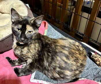 Calico Cats Available for Adoption - TALA | PetCurious