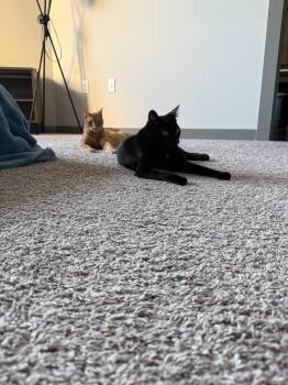 Comet -  Domestic Short Hair Cat for Adoption in Raleigh, North Carolina - Comet | PetCurious