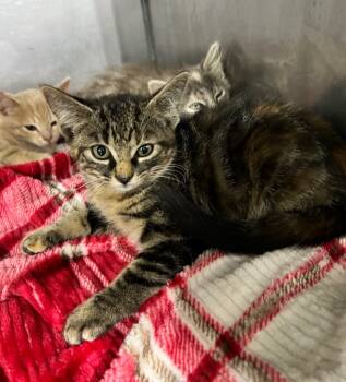 Rescue Domestic Short Hair Cats for Adoption in Pierceton, Indiana - Daisy | PetCurious