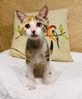Infinity -  Domestic Short Hair Cat for Adoption in Groveland, Massachusetts - Infinity | PetCurious
