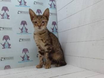 A602872 -  Domestic Short Hair Cat for Adoption in Orlando, Florida - A602872 | PetCurious