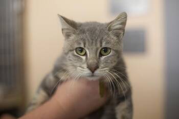 Domestic Short Hair and Tabby Cats Available for Adoption in Mountain Home, Arkansas - Yagger | PetCurious