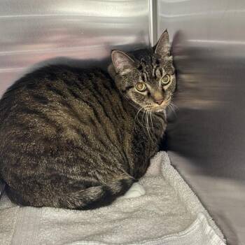 Jolly -  Domestic Long Hair Cat for Adoption in Asheville, North Carolina - Jolly | PetCurious