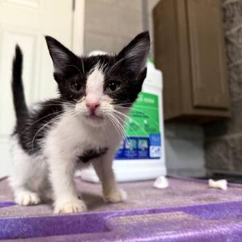 Domestic Short Hair Cats Available for Adoption - DeeCee | PetCurious