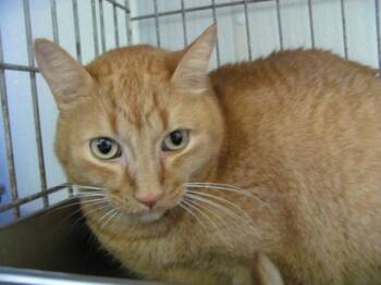 King Tut (fka Spaz) -  Domestic Short Hair Cat for Adoption in Cumberland, Maine - King Tut (fka Spaz) | PetCurious