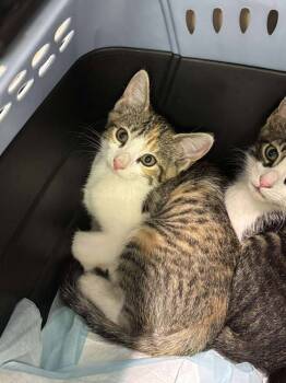 Rescue Domestic Short Hair Cats for Adoption in Statesboro, Georgia - Daisy Dukes | PetCurious