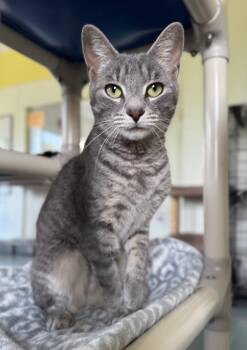 Bronwyn -  Domestic Short Hair Cat for Adoption in Cumberland, Maine - Bronwyn | PetCurious