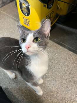 Peaches -  Domestic Short Hair Cat for Adoption in Warren, Ohio - Peaches | PetCurious