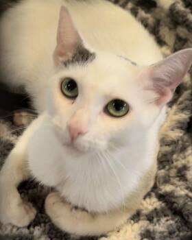 RUBY -  Domestic Short Hair Cat for Adoption in Elizabethton, Tennessee - RUBY | PetCurious