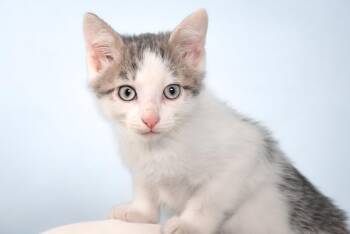 FLOUNDER -  Domestic Short Hair Cat for Adoption in Loveland, Colorado - FLOUNDER | PetCurious