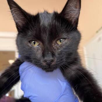 Belfry -  Domestic Short Hair Cat for Adoption in Kanab, Utah - Belfry | PetCurious