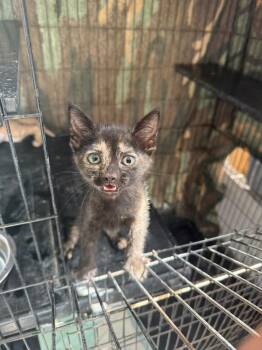 Missy -  American Shorthair Cat for Adoption in Town 