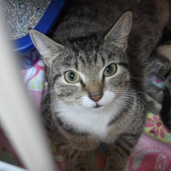 Maggie -  Domestic Short Hair Cat Available for Adoption in Camden, Delaware - Maggie | PetCurious