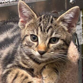 Maya -  Domestic Short Hair Cat for Adoption in Waynesburg, Pennsylvania - Maya | PetCurious