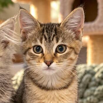 Spector-C -  Domestic Short Hair Cat for Adoption in East St. Louis, Illinois - Spector-C | PetCurious