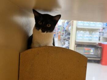 Catniss Purrdeen -  Domestic Short Hair Cat for Adoption in Bossier City, Louisiana - Catniss Purrdeen | PetCurious