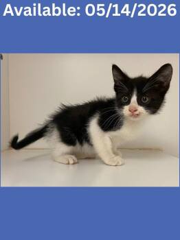 Domestic Short Hair Cats Available for Adoption in Greenville, Texas - Cat Condo #12 | PetCurious