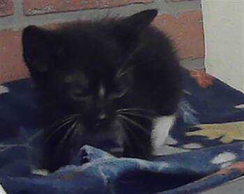 Domestic Short Hair Cats Available for Adoption in Houston, Texas - A2077518 | PetCurious