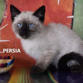 Persia -  Domestic Short Hair Cat for Adoption in Yuma, Arizona - Persia | PetCurious