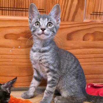 Large -  Domestic Short Hair Cat for Adoption in Carencro, Louisiana - Large | PetCurious