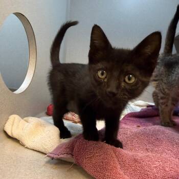 Brandy -  Domestic Short Hair Cat for Adoption in Pittsburgh, Pennsylvania - Brandy | PetCurious