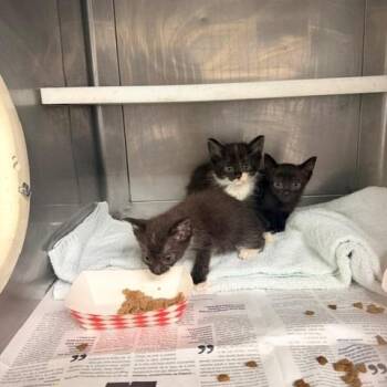 Snap -  Domestic Medium Hair Cat for Adoption in Hawthorne, California - Snap | PetCurious