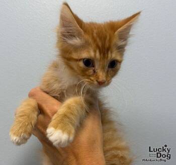 Baxter -  Domestic Long Hair Cat for Adoption in Washington, District Of Columbia - Baxter | PetCurious