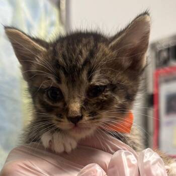 Dakota -  Domestic Short Hair Cat for Adoption in Taos, New Mexico - Dakota | PetCurious