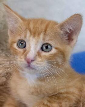 Robin -  Domestic Short Hair and Tabby Cat for Adoption in Kennesaw, Georgia - Robin | PetCurious